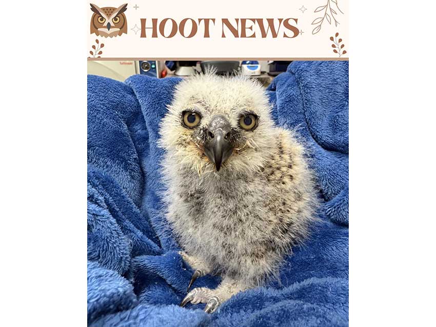 Athena's Owlet