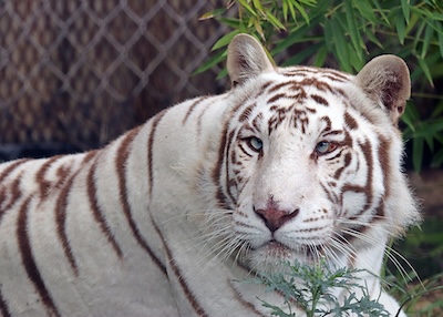 Austin Zoo Austin Zoo
