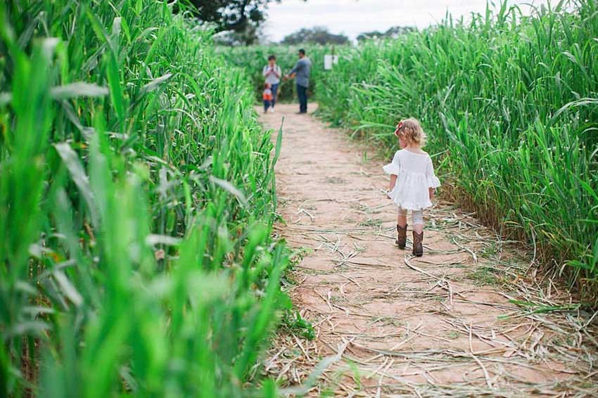 Corn maze at Barton Hill Farms Fall Festival And Pumpkin Patch Corn maze at Barton Hill Farms Fall Festival And Pumpkin Patch