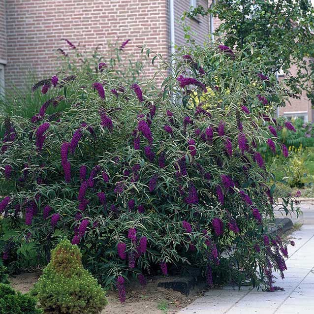 Black Knight Butterfly Bush