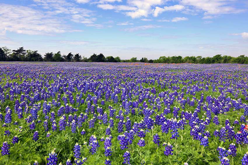 How to Bluebonnet in and around Austin