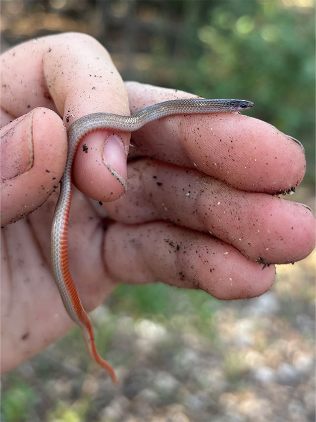 Flat-headed Snakes