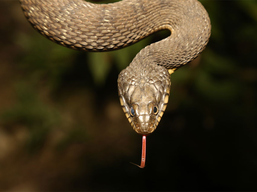 Plain-bellied Watersnakes