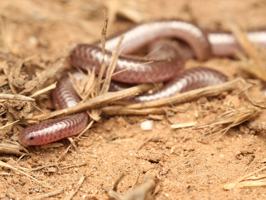 Texas Threadsnakes