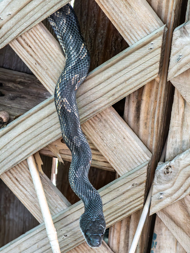 Western Ratsnakes