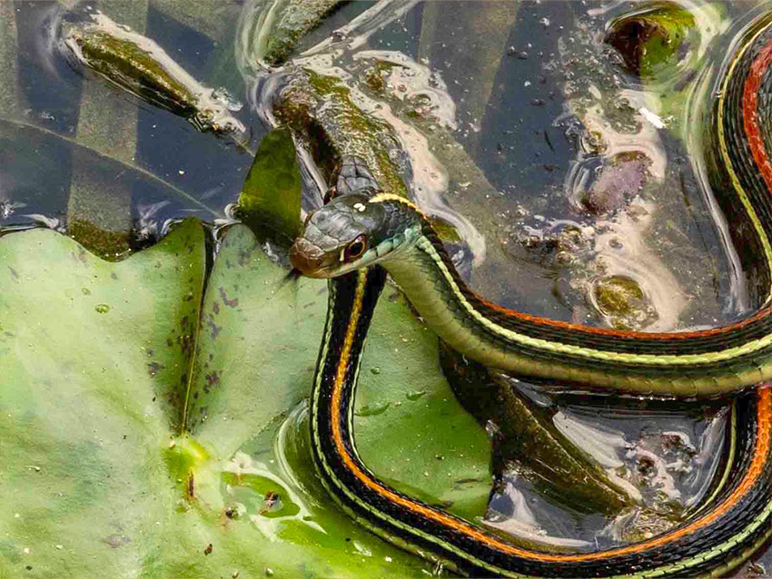 Western Ribbonsnakes