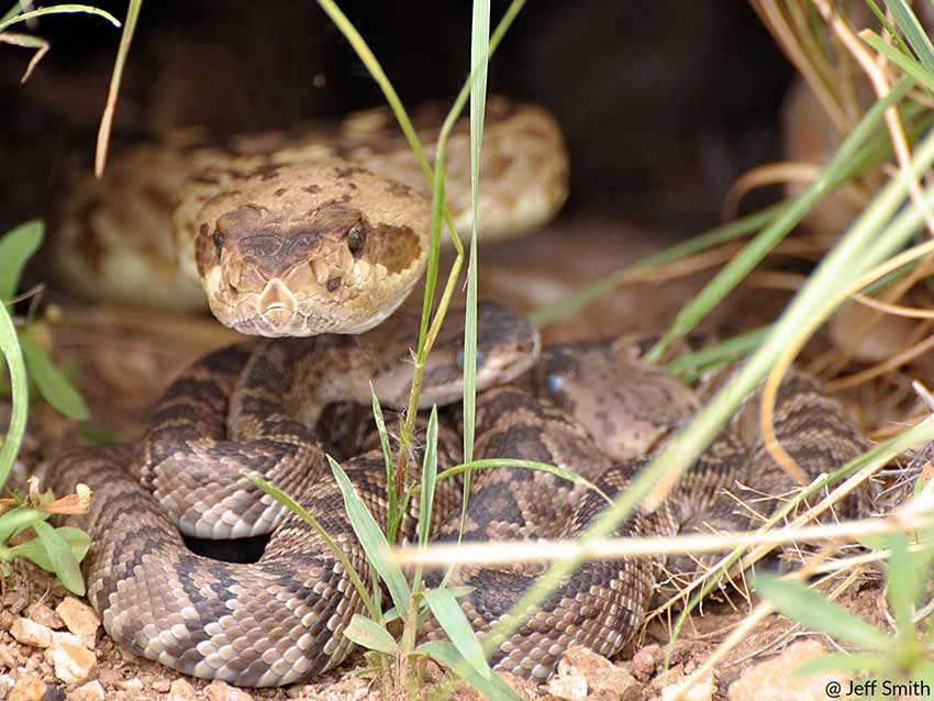 Rattlesnake Rattlesnake